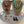 Load image into Gallery viewer, Conch Shell with Turquoise