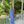 Load image into Gallery viewer, The Sarong - Periwinkle