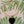 Load image into Gallery viewer, Black Heart
