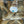 Load image into Gallery viewer, Beige and White Shell with No Stones
